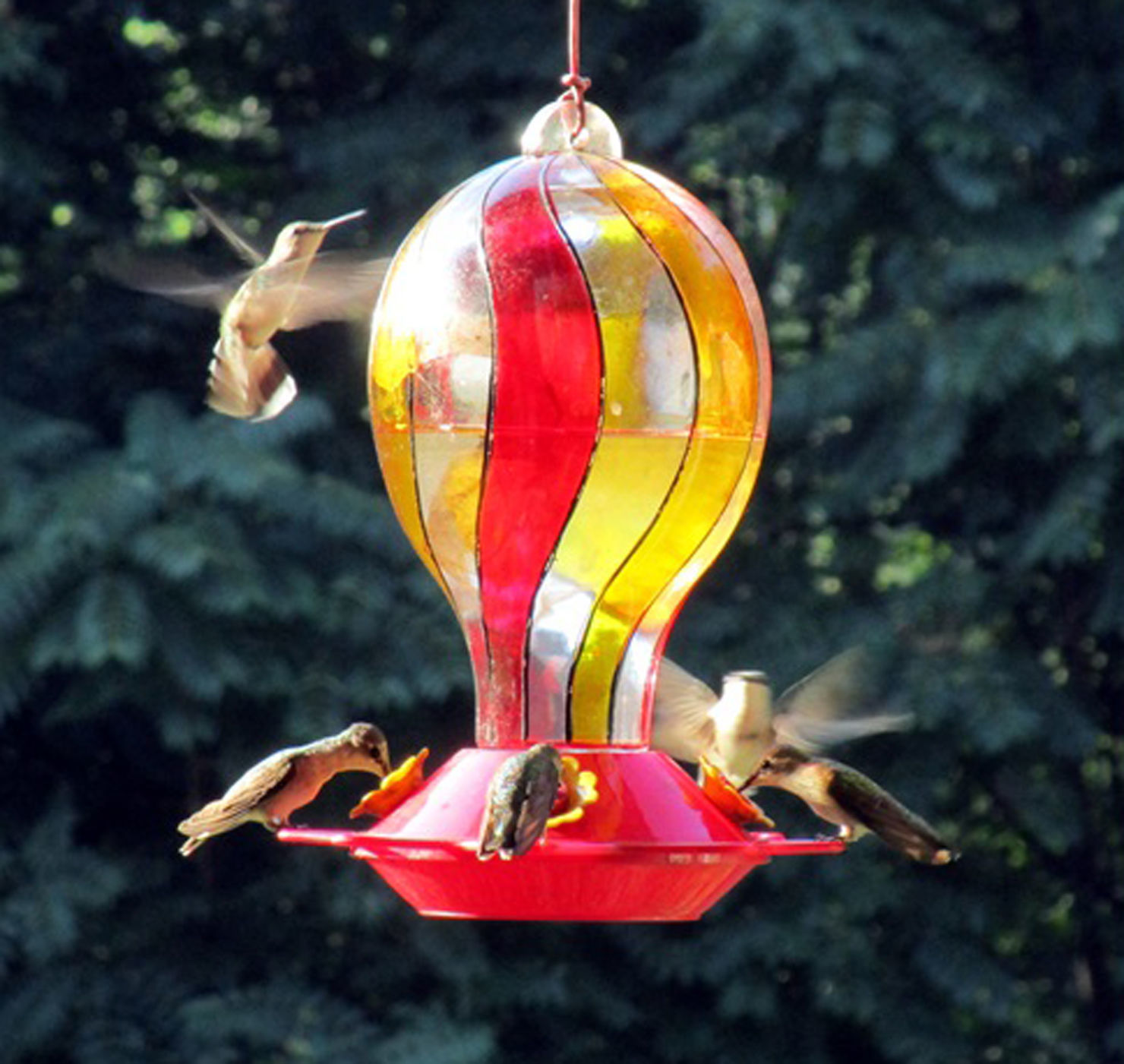 Hummingbirds